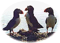 puffins